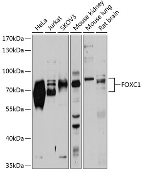 FOXC1 Polyclonal Antibody