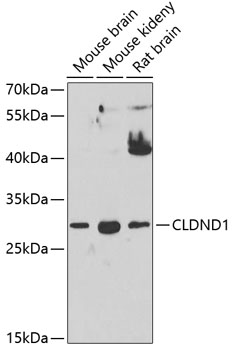 CLDND1 Polyclonal Antibody