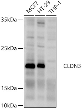 CLDN3 Polyclonal Antibody