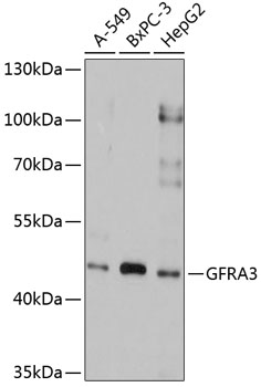 GFRA3 Polyclonal Antibody