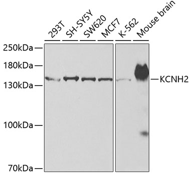 KCNH2 Polyclonal Antibody