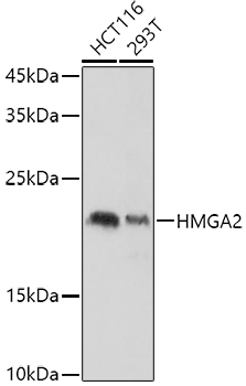HMGA2 Polyclonal Antibody
