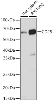 CD25 Polyclonal Antibody