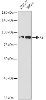 B-Raf Polyclonal Antibody