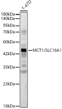 MCT1/SLC16A1 Polyclonal Antibody