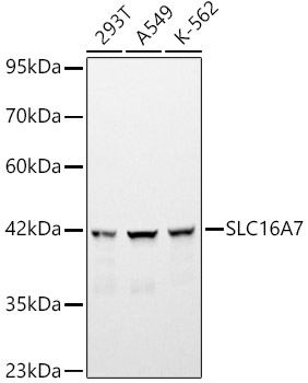 SLC16A7 Polyclonal Antibody