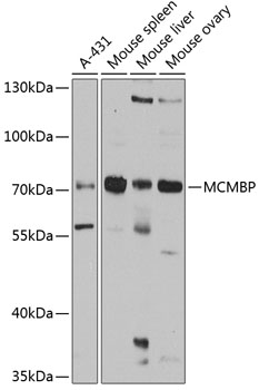 MCMBP Polyclonal Antibody