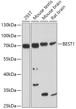 BEST1 Polyclonal Antibody