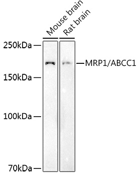 MRP1/ABCC1 Polyclonal Antibody