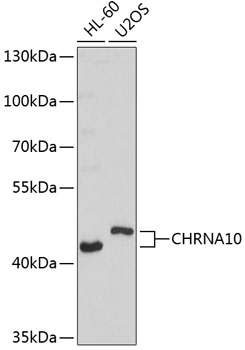 CHRNA10 Polyclonal Antibody