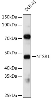 NTSR1 Polyclonal Antibody