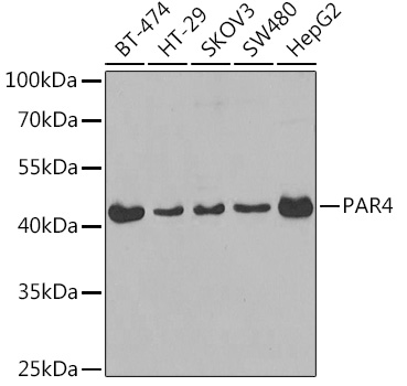 PAR4 Polyclonal Antibody