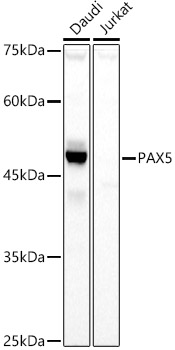 PAX5 Polyclonal Antibody