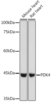 PDK4 Polyclonal Antibody