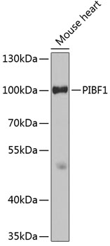 PIBF1 Polyclonal Antibody