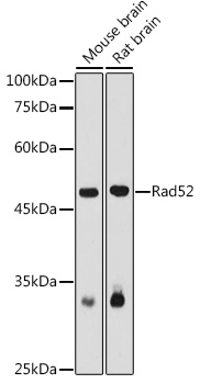 Rad52 Polyclonal Antibody