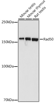 Rad50 Polyclonal Antibody