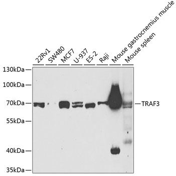 TRAF3 Polyclonal Antibody
