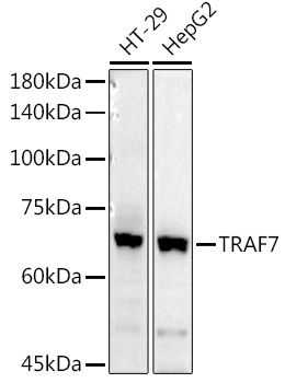 TRAF7 Polyclonal Antibody