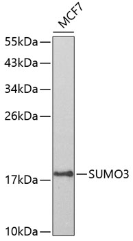 SUMO3 Polyclonal Antibody