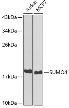 SUMO4 Polyclonal Antibody