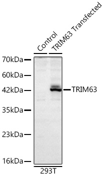 TRIM63 Polyclonal Antibody
