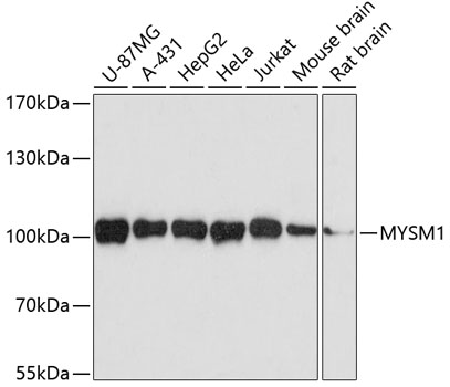 MYSM1 Polyclonal Antibody