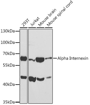 Alpha Internexin Polyclonal Antibody