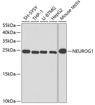 NEUROG1 Polyclonal Antibody