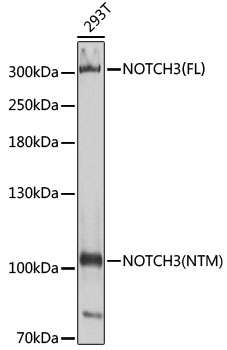 NOTCH3 Polyclonal Antibody