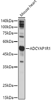 ADCYAP1R1 Polyclonal Antibody&nbsp;<img src="images/icon_newarrival.gif" alt="new" border="0">