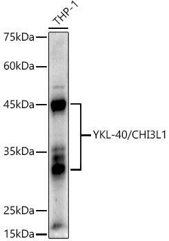 YKL-40/CHI3L1 Polyclonal Antibody