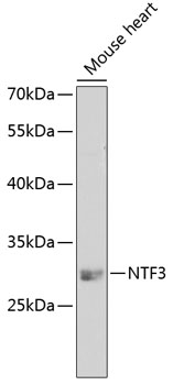 NTF3 Polyclonal Antibody