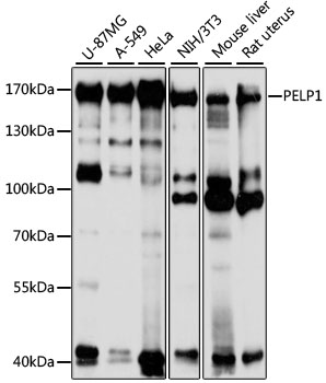 PELP1 Polyclonal Antibody