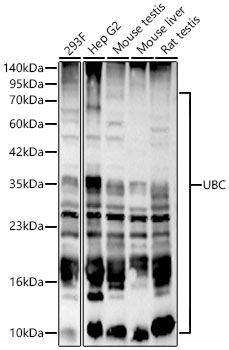 UBC Polyclonal Antibody