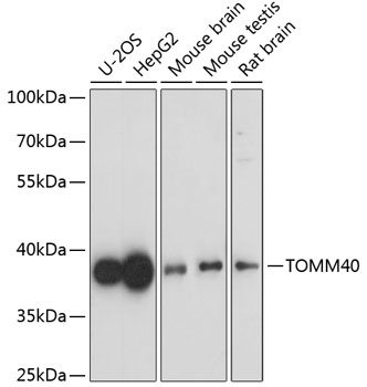 TOMM40 Polyclonal Antibody