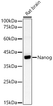 Nanog Polyclonal Antibody