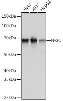 NRF1 Monoclonal Antibody [4Q4E7]