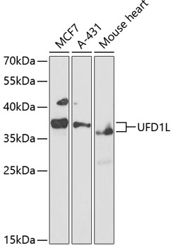 UFD1L Polyclonal Antibody