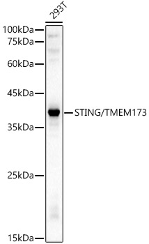 STING/TMEM173 Polyclonal Antibody