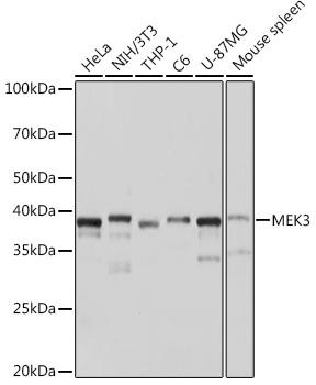 MEK3 Monoclonal Antibody [8U2X3]