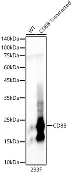 CD8B Polyclonal Antibody