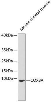 COX8A Polyclonal Antibody