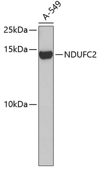 NDUFC2 Polyclonal Antibody