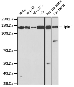 Lipin 1 Monoclonal Antibody [4Y2U3]