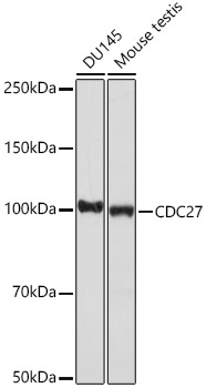 CDC27 Monoclonal Antibody [7U5A3]