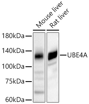 UBE4A Polyclonal Antibody