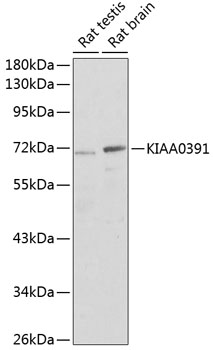 KIAA0391 Polyclonal Antibody