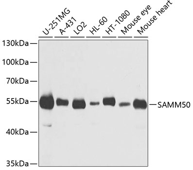SAMM50 Polyclonal Antibody