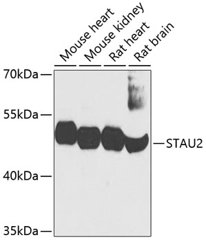 STAU2 Polyclonal Antibody
